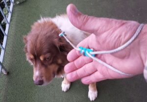 Lace Latch in use on a dog leash